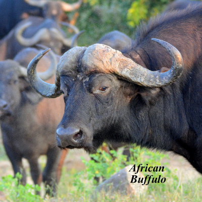 African Buffalo